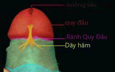 Đứt dây hãm bao quy đầu có sao không?