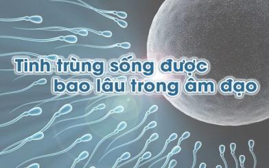Tinh trùng sống được bao lâu khi xuất tinh