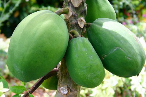 Cách chữa bệnh trĩ ngoại bằng đu đủ