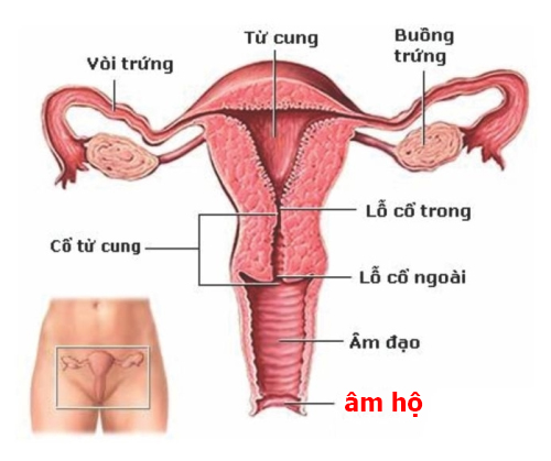 Ngứa vùng kín do viêm âm đạo