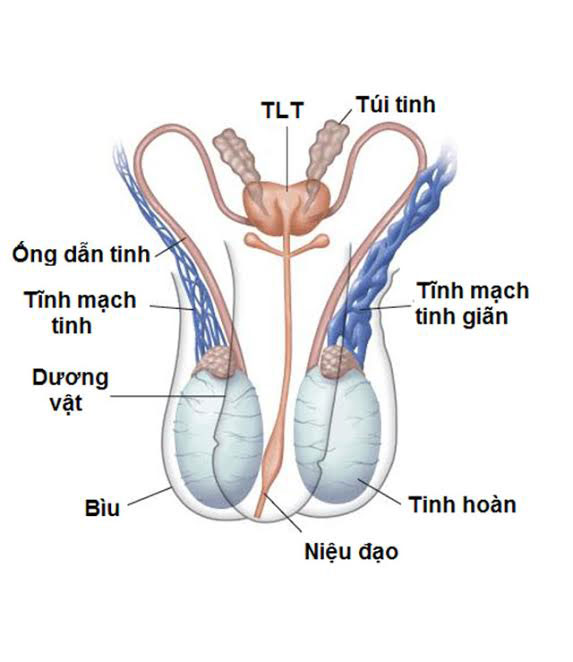 Viêm túi tinh